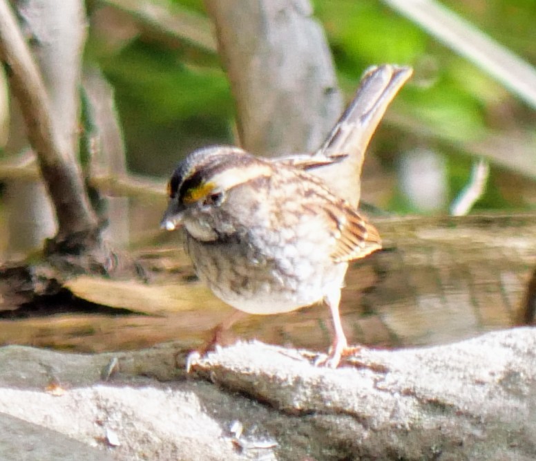 White-throated Sparrow - Cécile Charlton