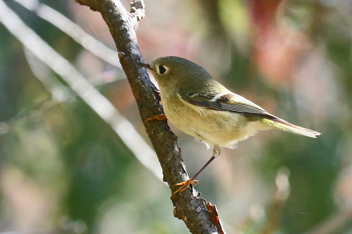 Ruby-crowned Kinglet - ML624692540