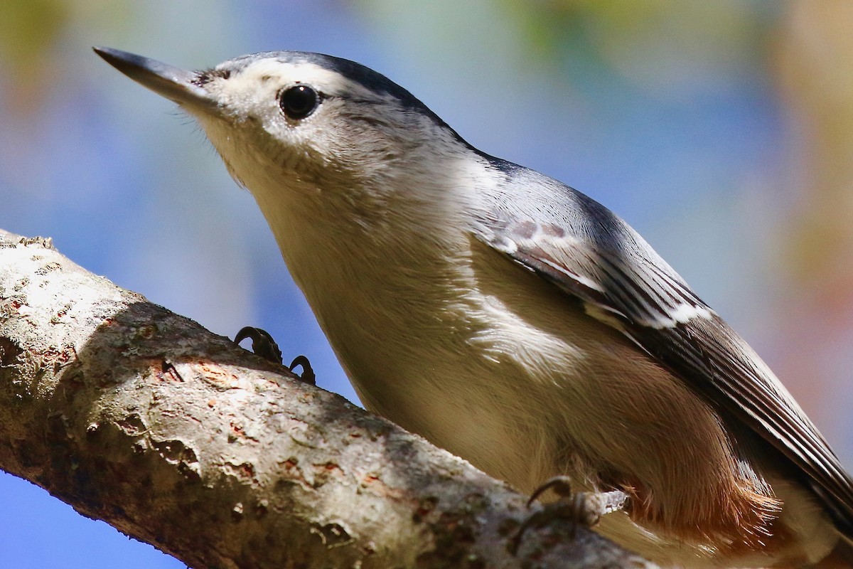 White-breasted Nuthatch - ML624692562