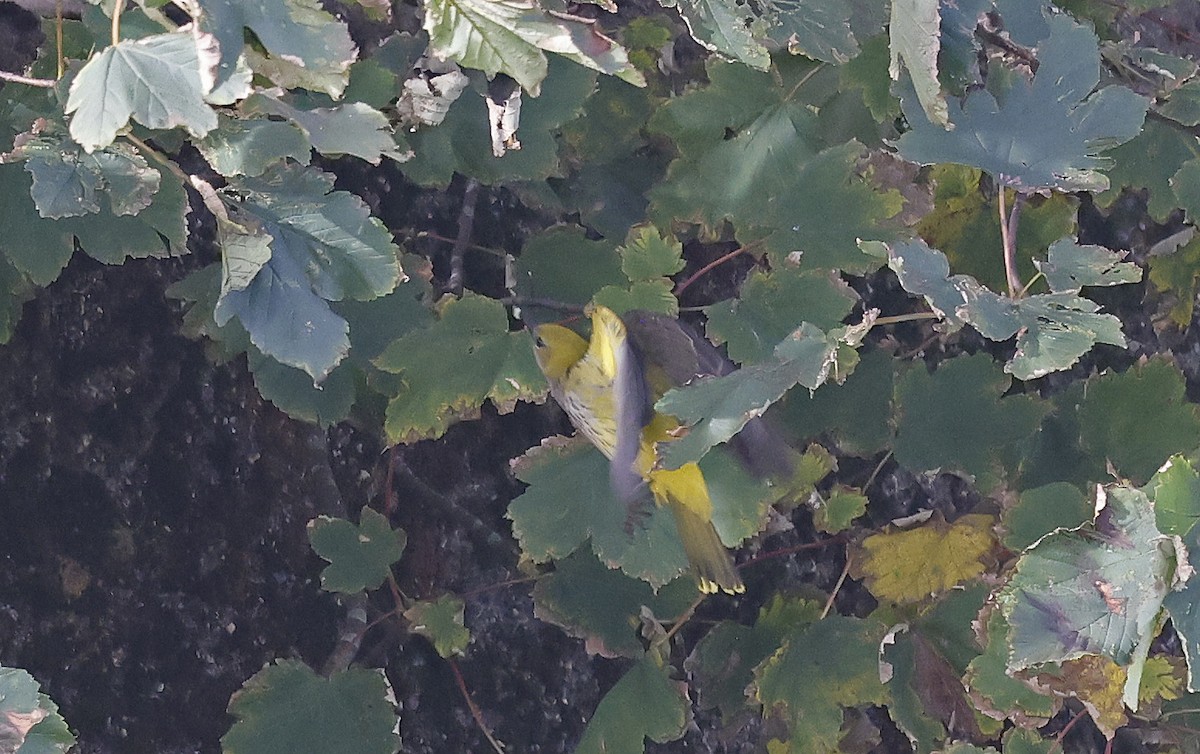 Eurasian Golden Oriole - Paul Chapman