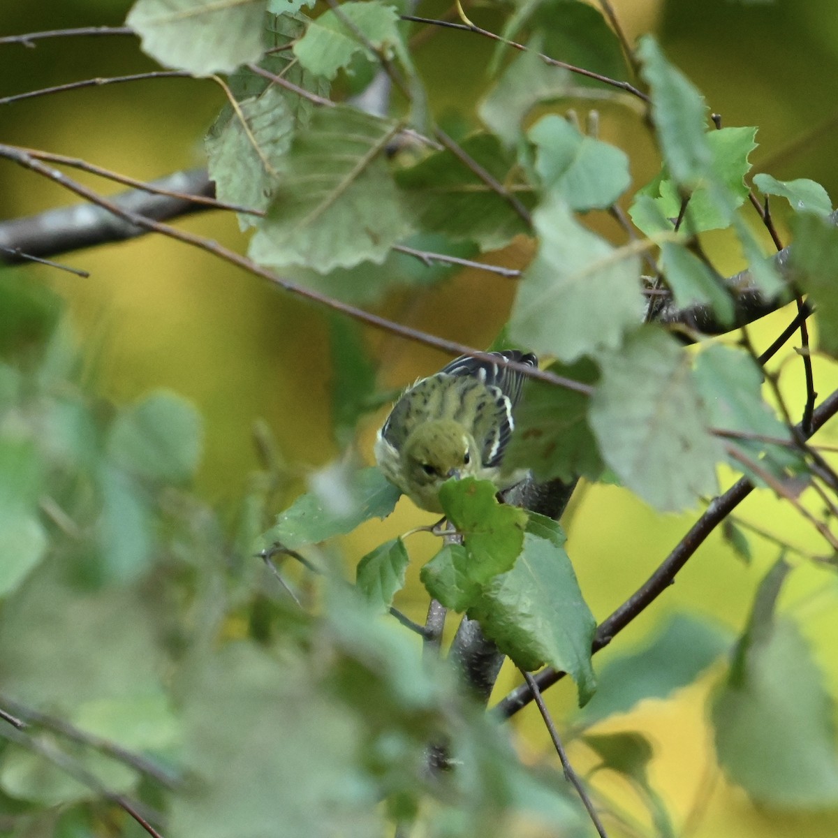 Blackpoll Warbler - ML624692623