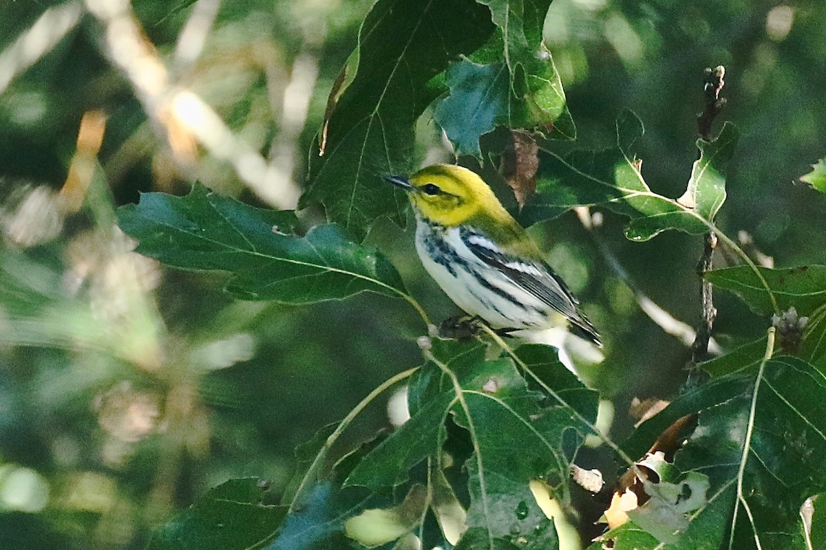 Black-throated Green Warbler - ML624692629