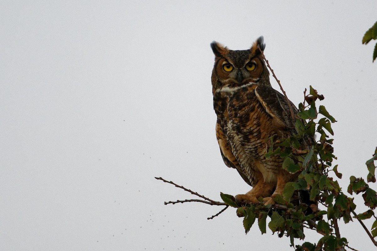 Great Horned Owl - ML624692665