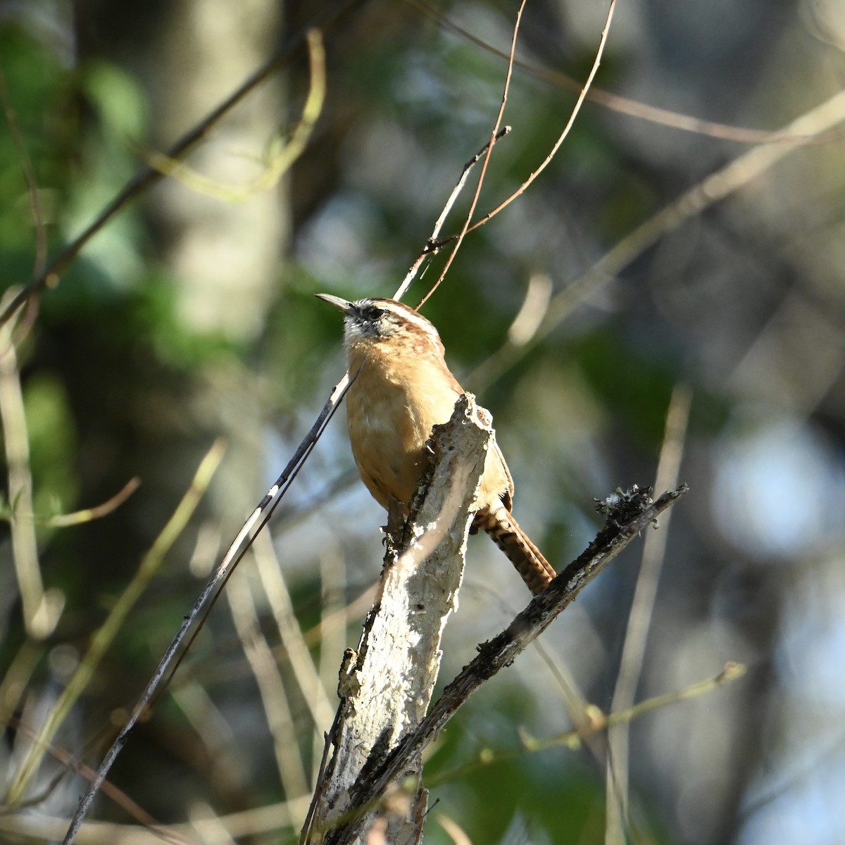 Carolina Wren - ML624692726