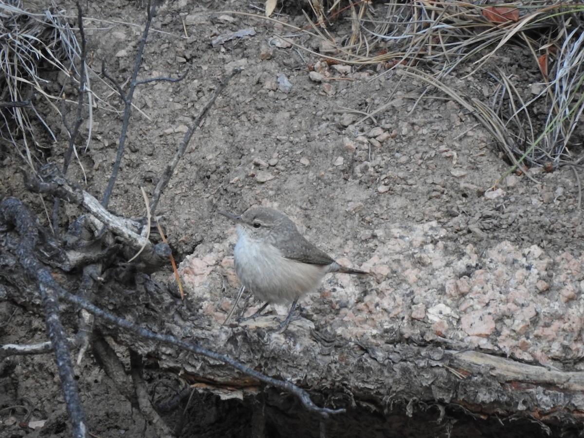 Rock Wren - ML624692821