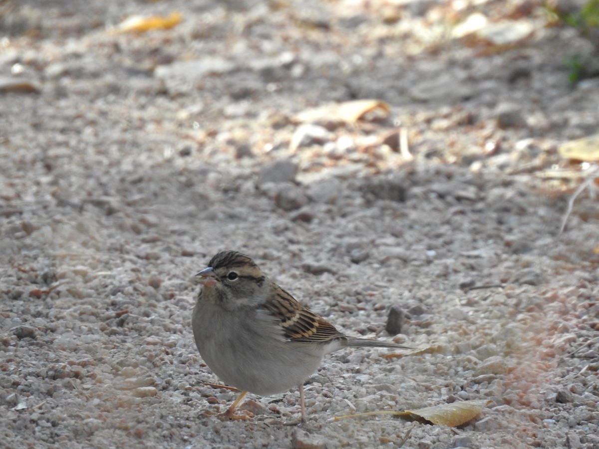 Chipping Sparrow - ML624692832