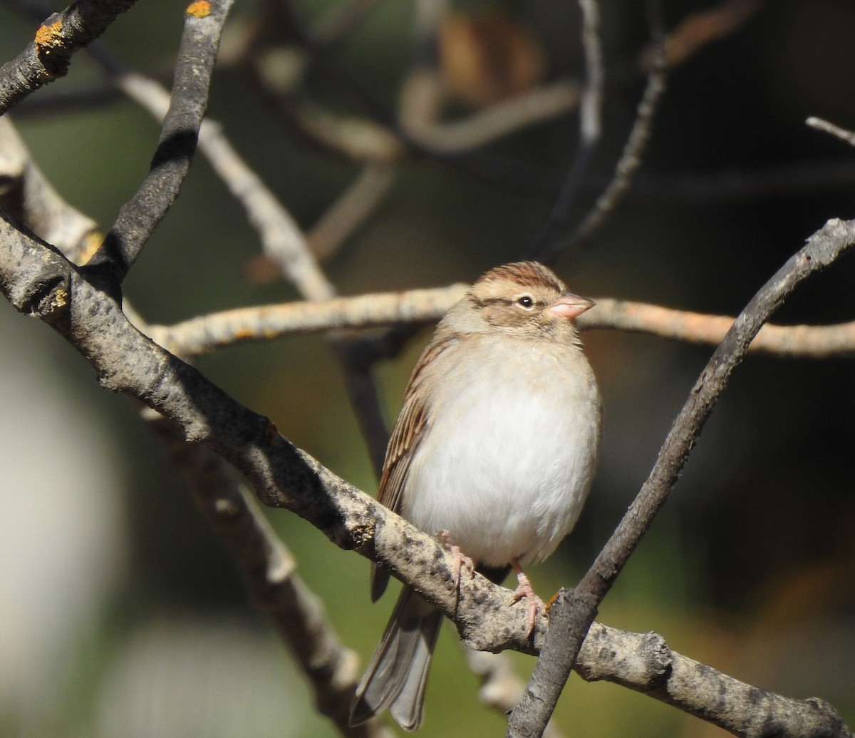Chipping Sparrow - ML624692835