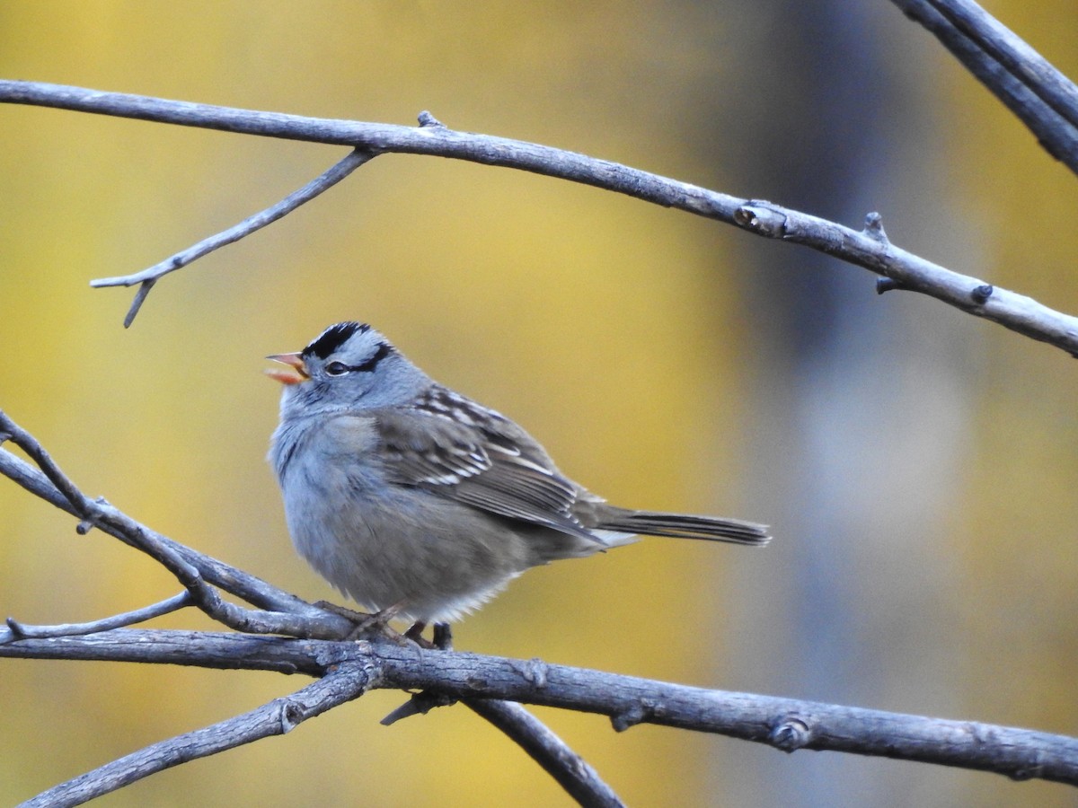 White-crowned Sparrow (Gambel's) - ML624692840