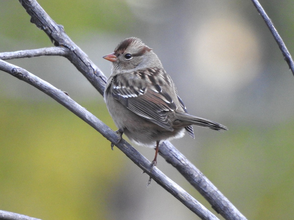 White-crowned Sparrow (Gambel's) - ML624692851