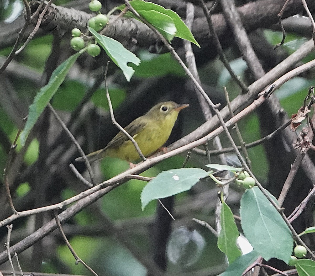 Alström's Warbler - ML624692876