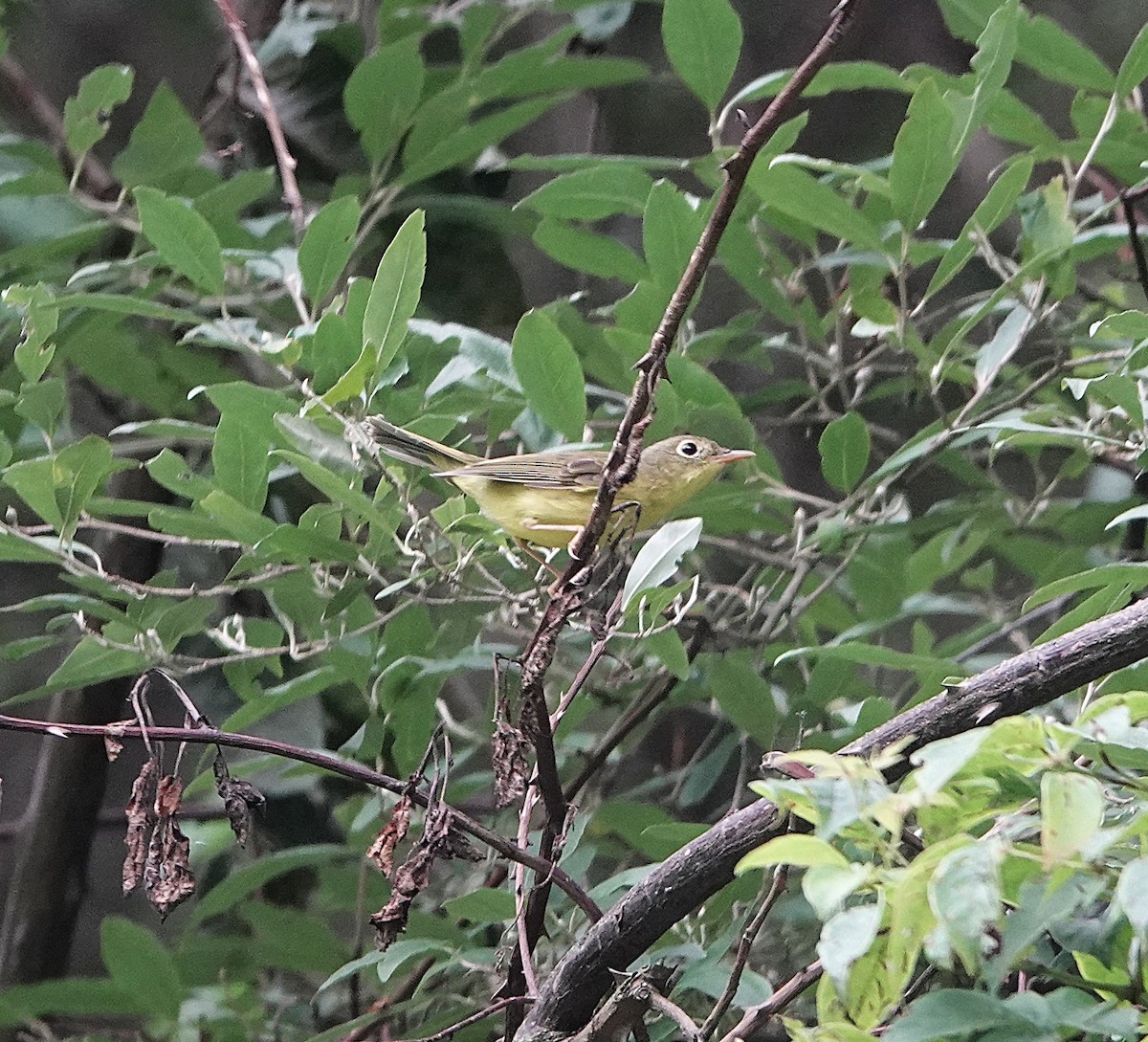 Alström's Warbler - ML624692877