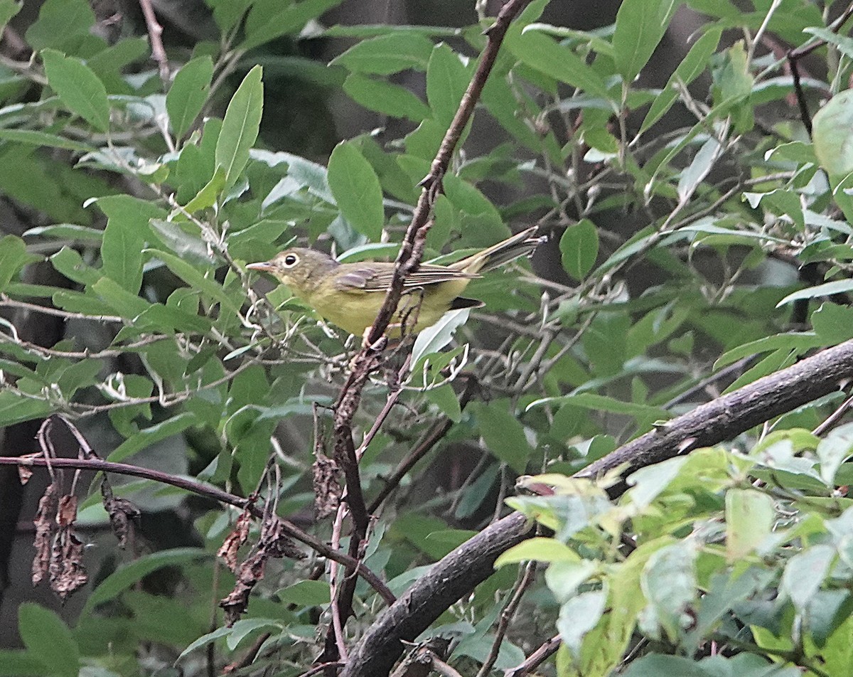 Alström's Warbler - ML624692878