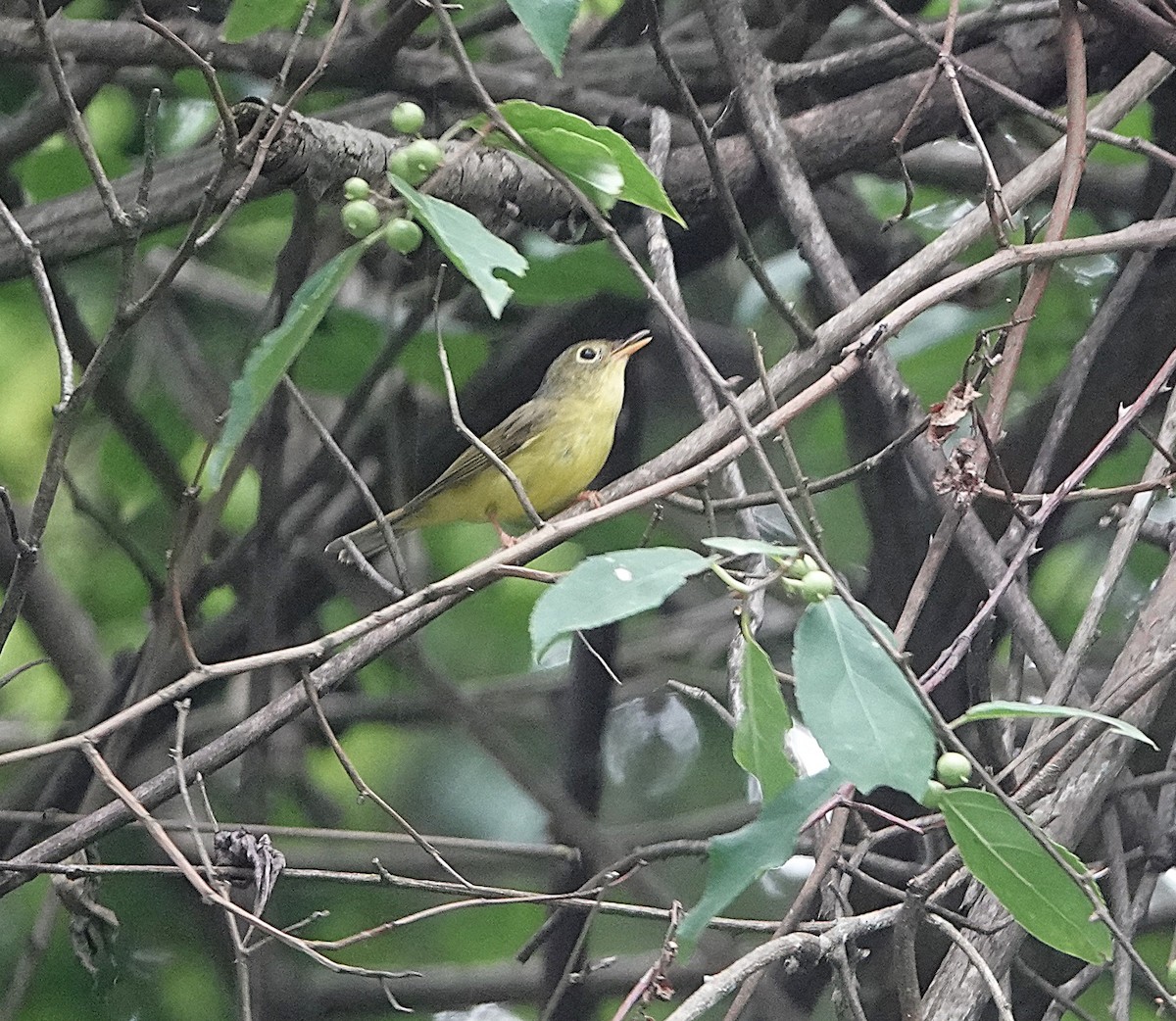 Alström's Warbler - ML624692879