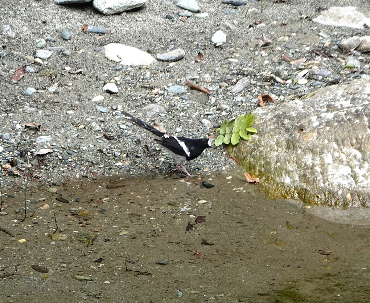 White-crowned Forktail - ML624692912