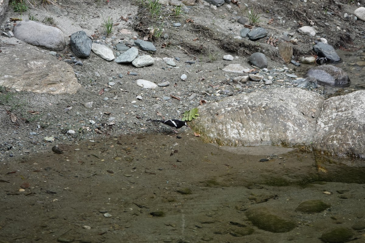 White-crowned Forktail - ML624692914