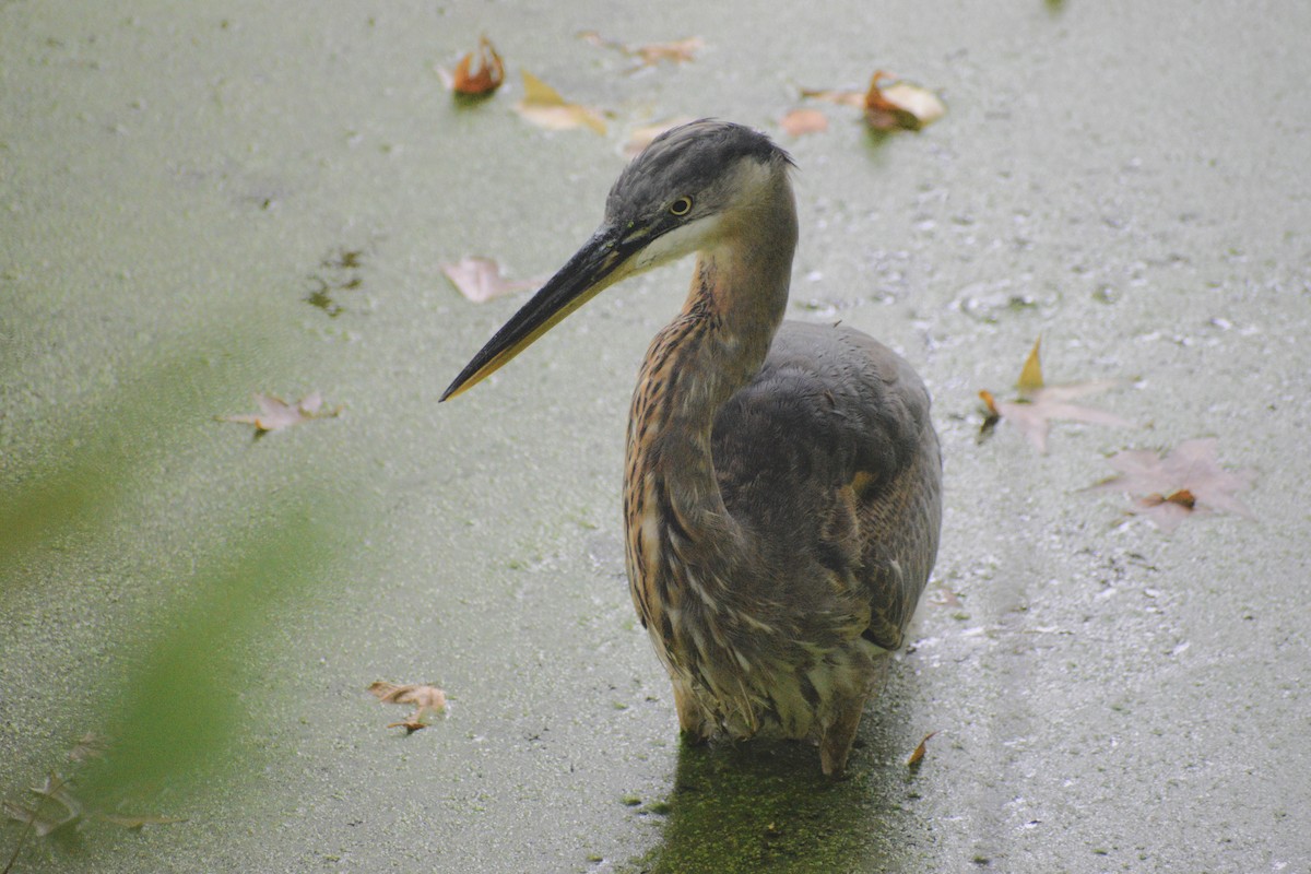 Great Blue Heron - ML624693063