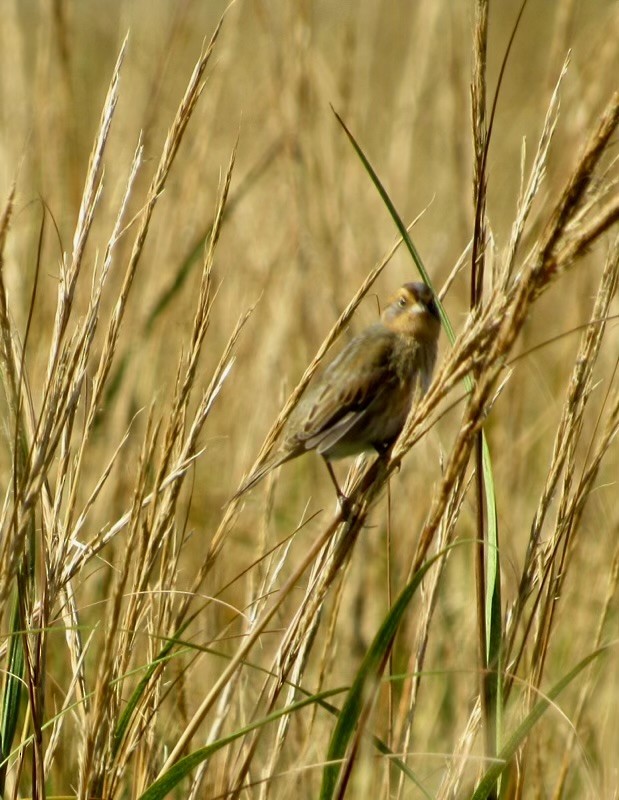 Nelson's Sparrow - ML624693069
