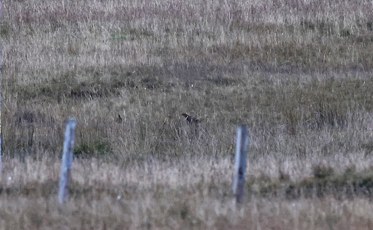 Willow Ptarmigan (Red Grouse) - ML624693106