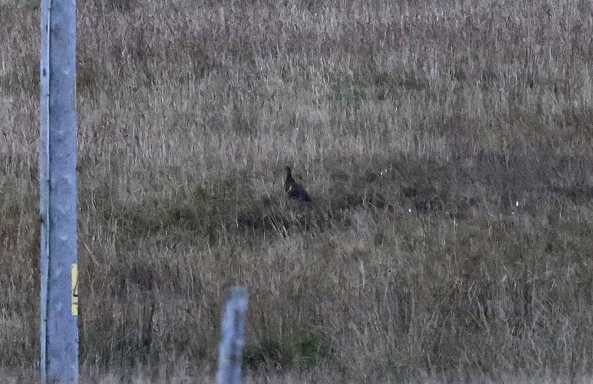 Willow Ptarmigan (Red Grouse) - ML624693111