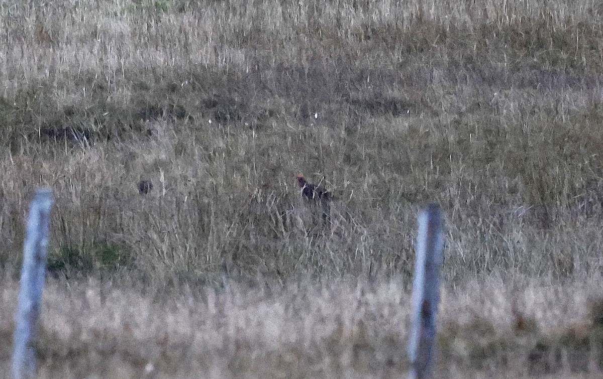 Willow Ptarmigan (Red Grouse) - ML624693114