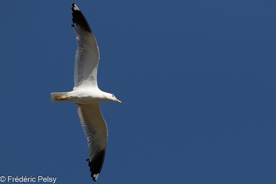 Common Gull (Russian) - ML624693140