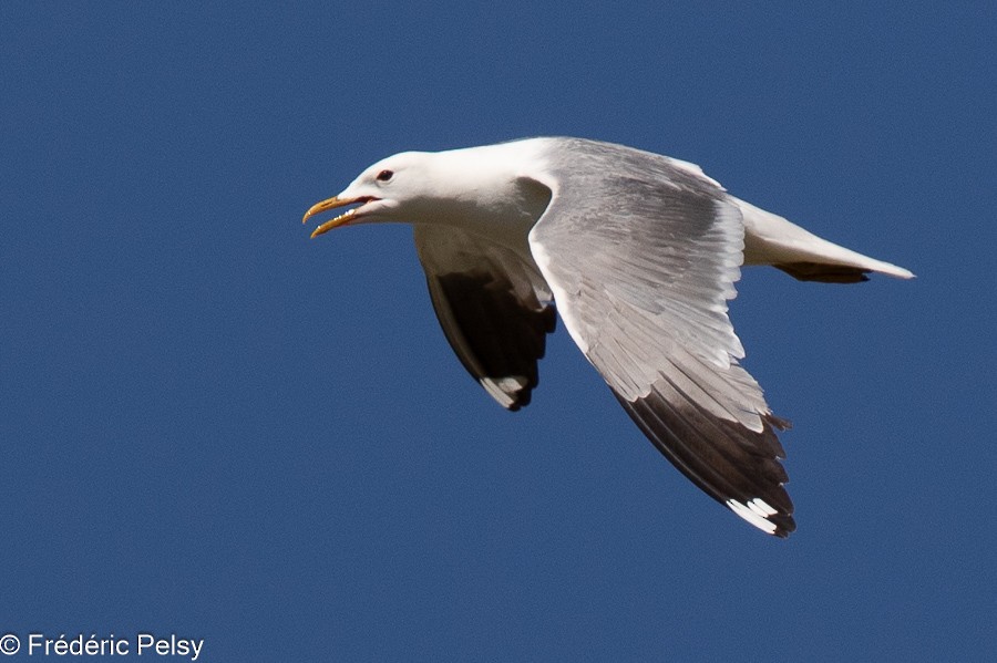 Common Gull (Russian) - ML624693142