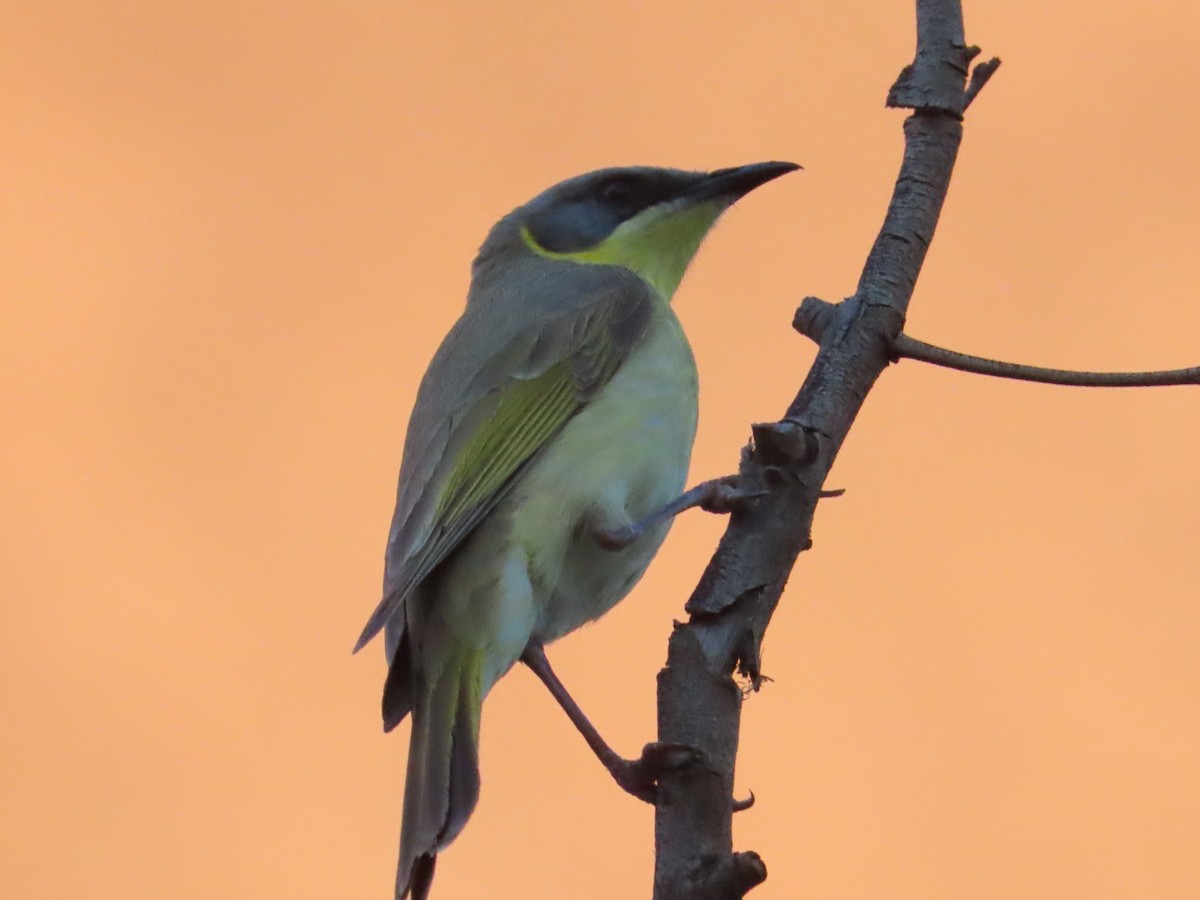 Gray-headed Honeyeater - ML624693227