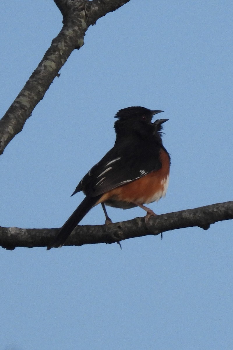 Eastern Towhee - ML624693228