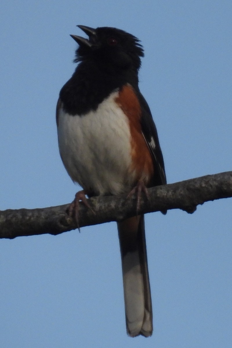 Eastern Towhee - ML624693229