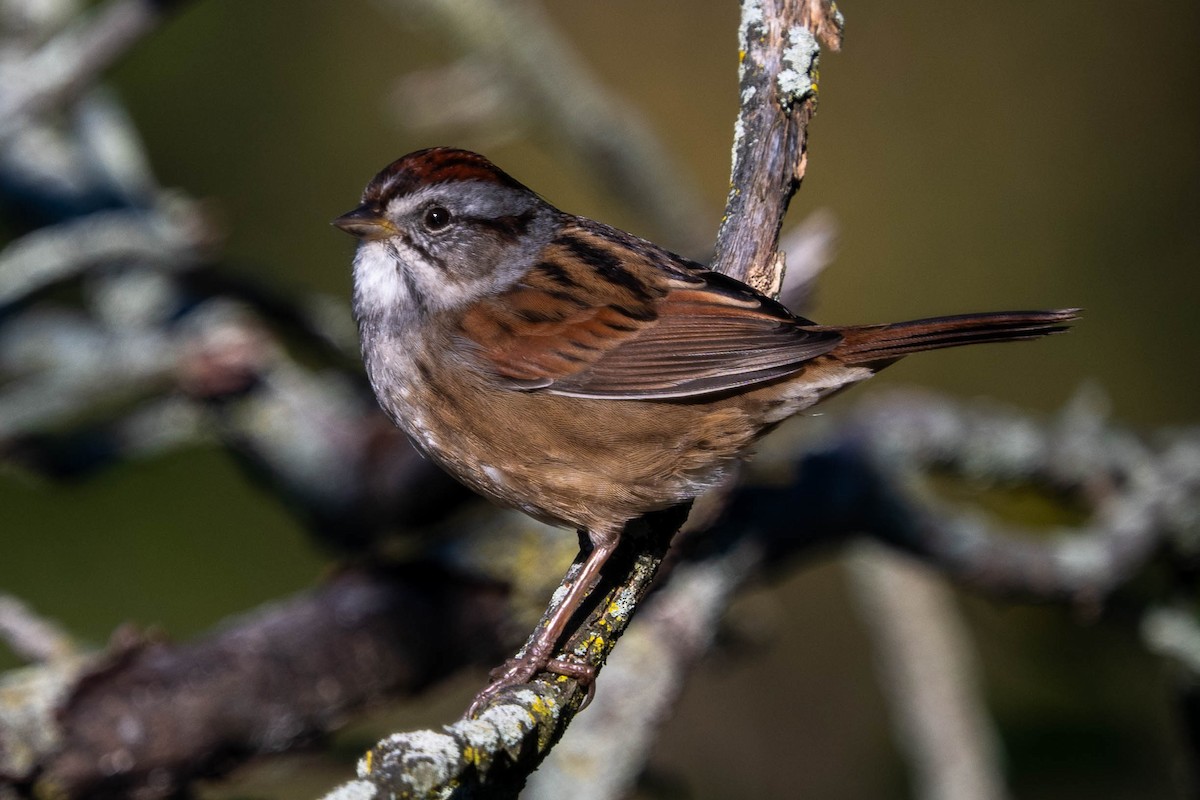 Swamp Sparrow - ML624693271