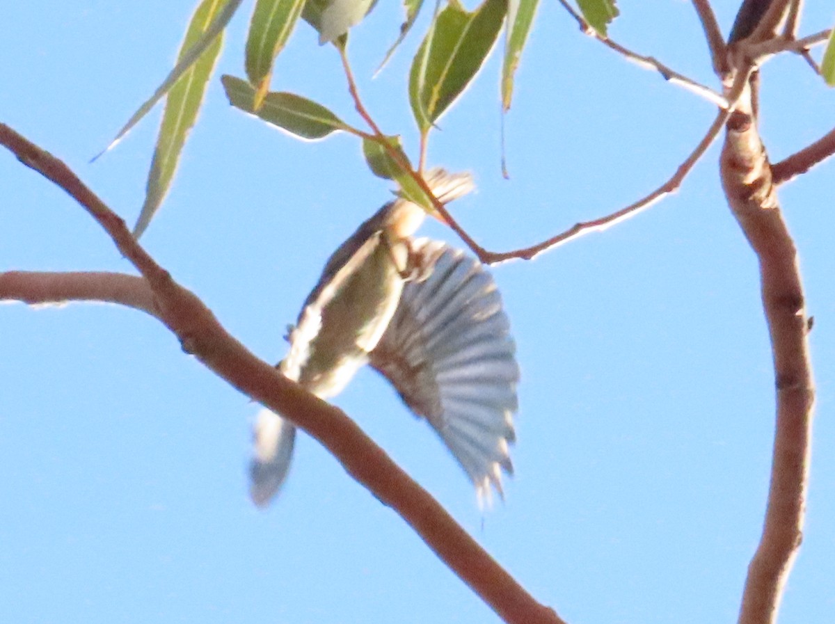 Red-browed Pardalote - ML624693291