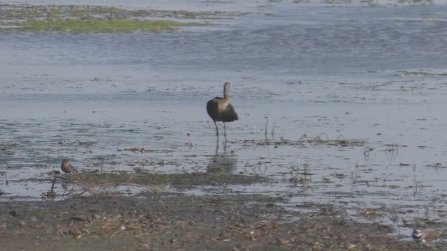 Glossy/White-faced Ibis - ML624693315