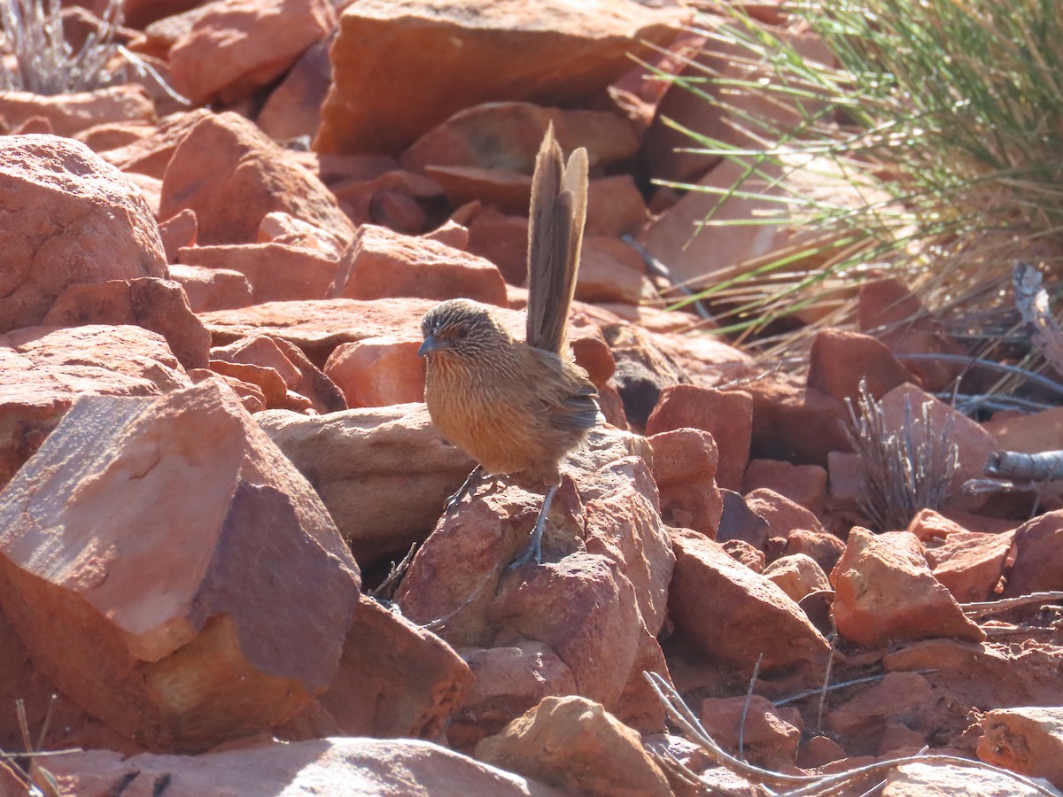 Dusky Grasswren - ML624693485