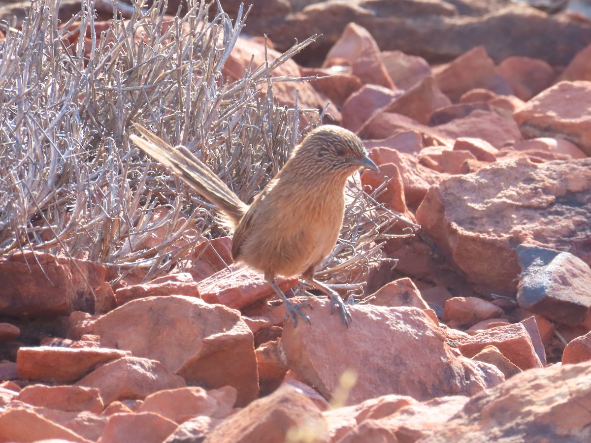 Dusky Grasswren - ML624693486