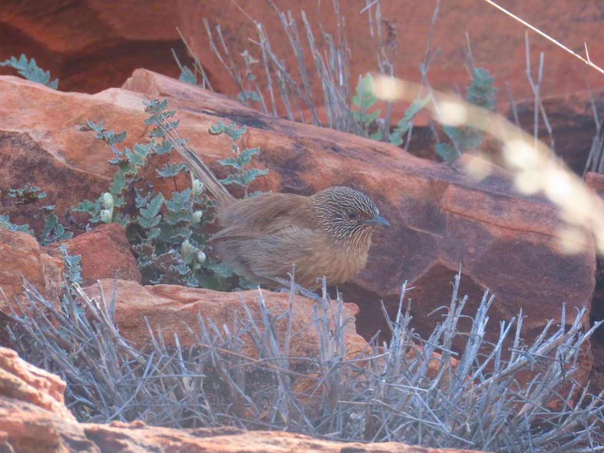 Dusky Grasswren - ML624693506