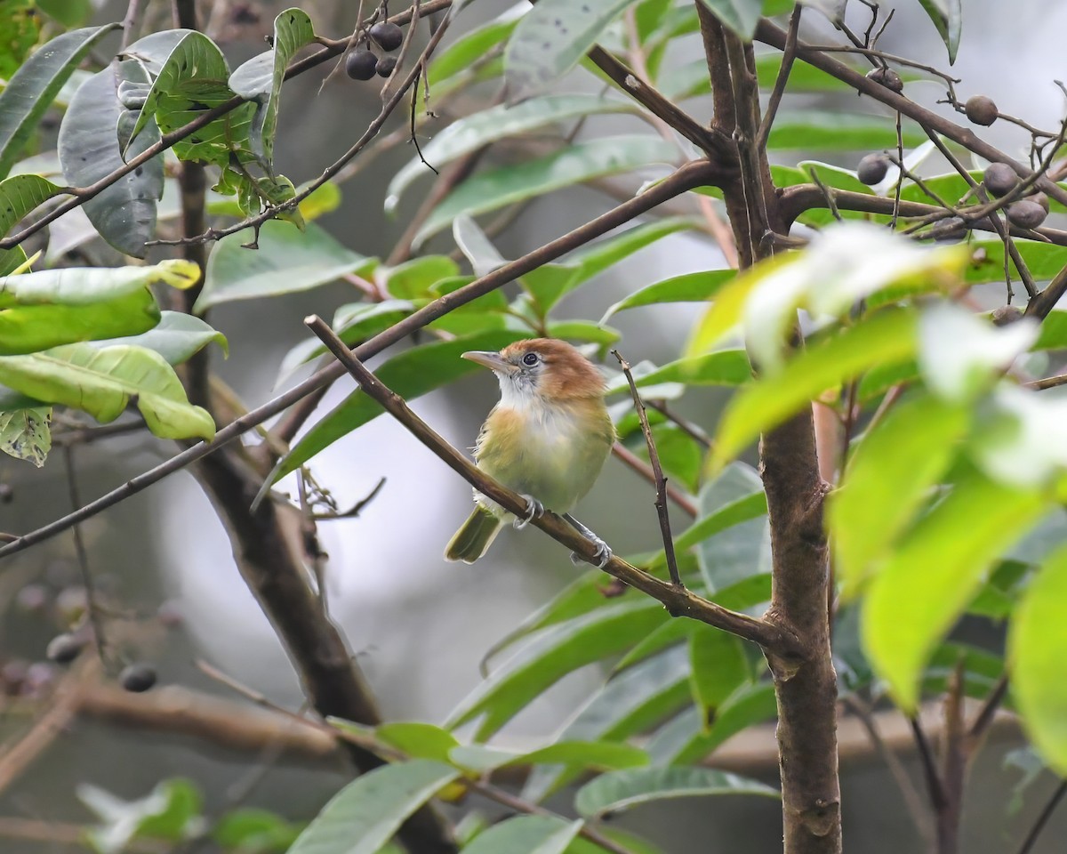 Rufous-naped Greenlet - ML624693629