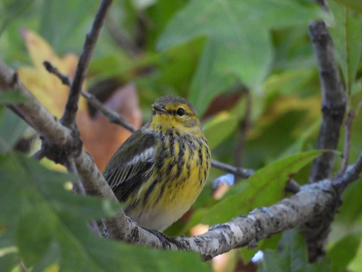 Cape May Warbler - ML624693661