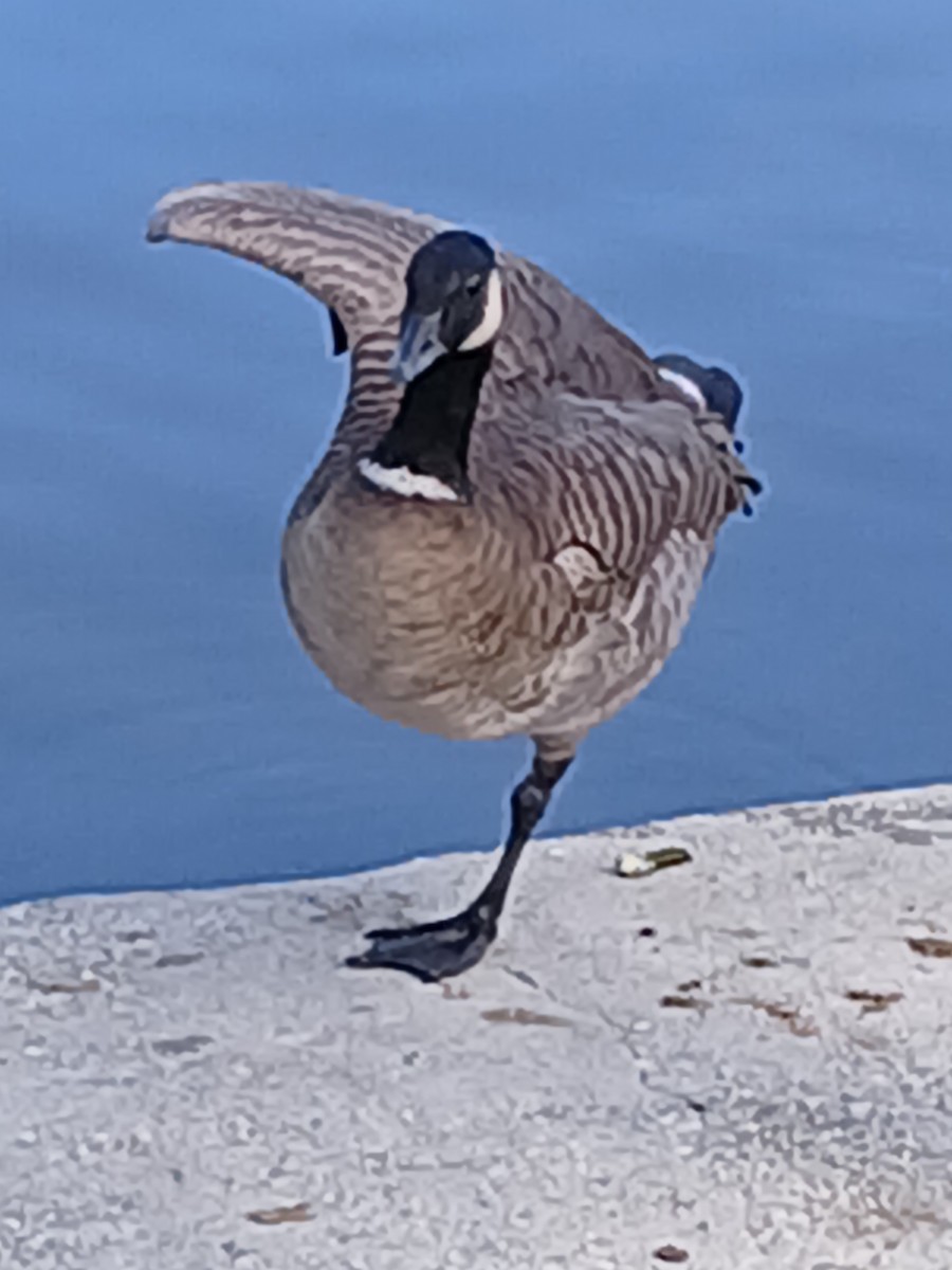 Cackling Goose - ML624693721