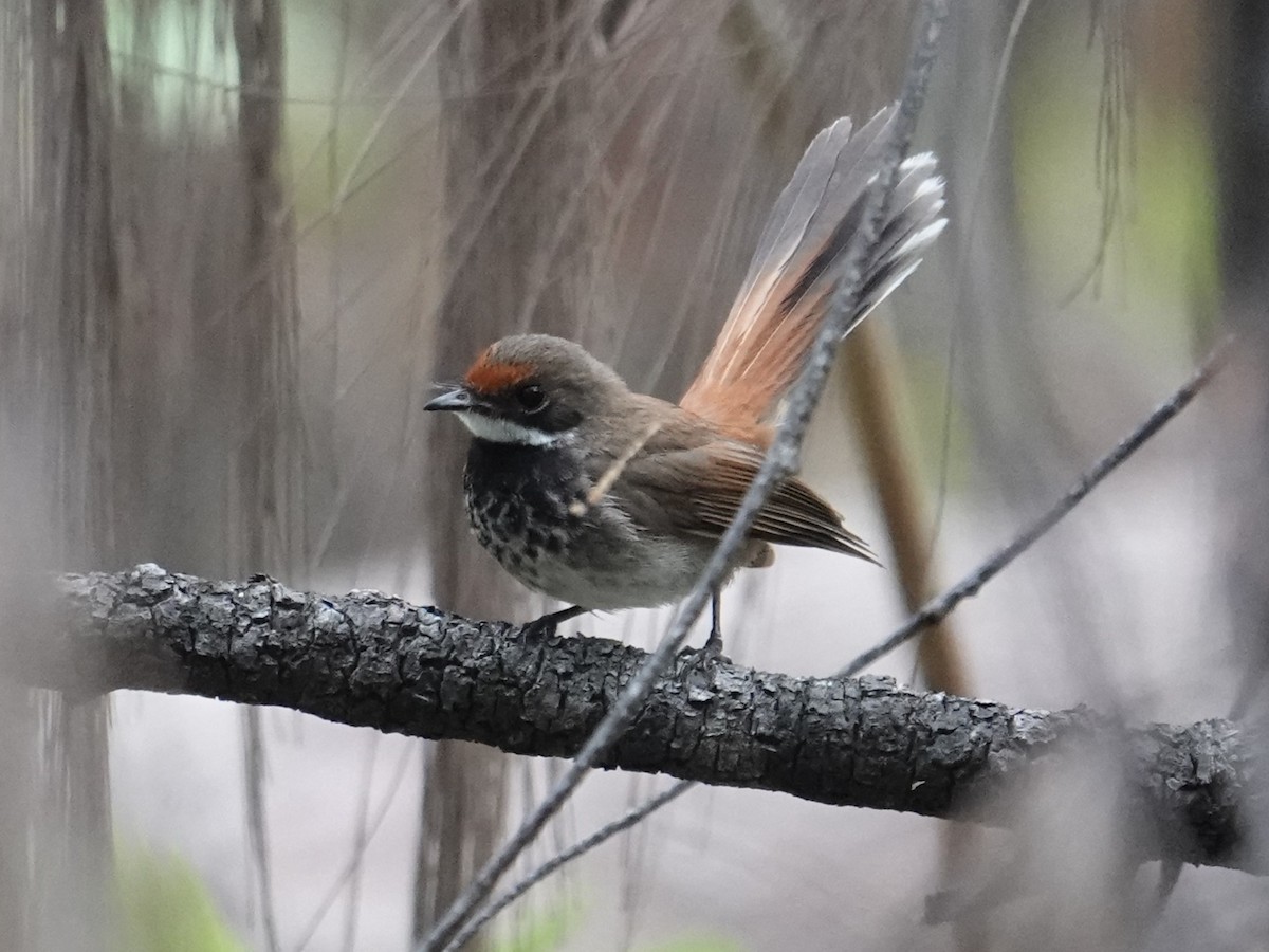 Louisiade Fantail - ML624693860