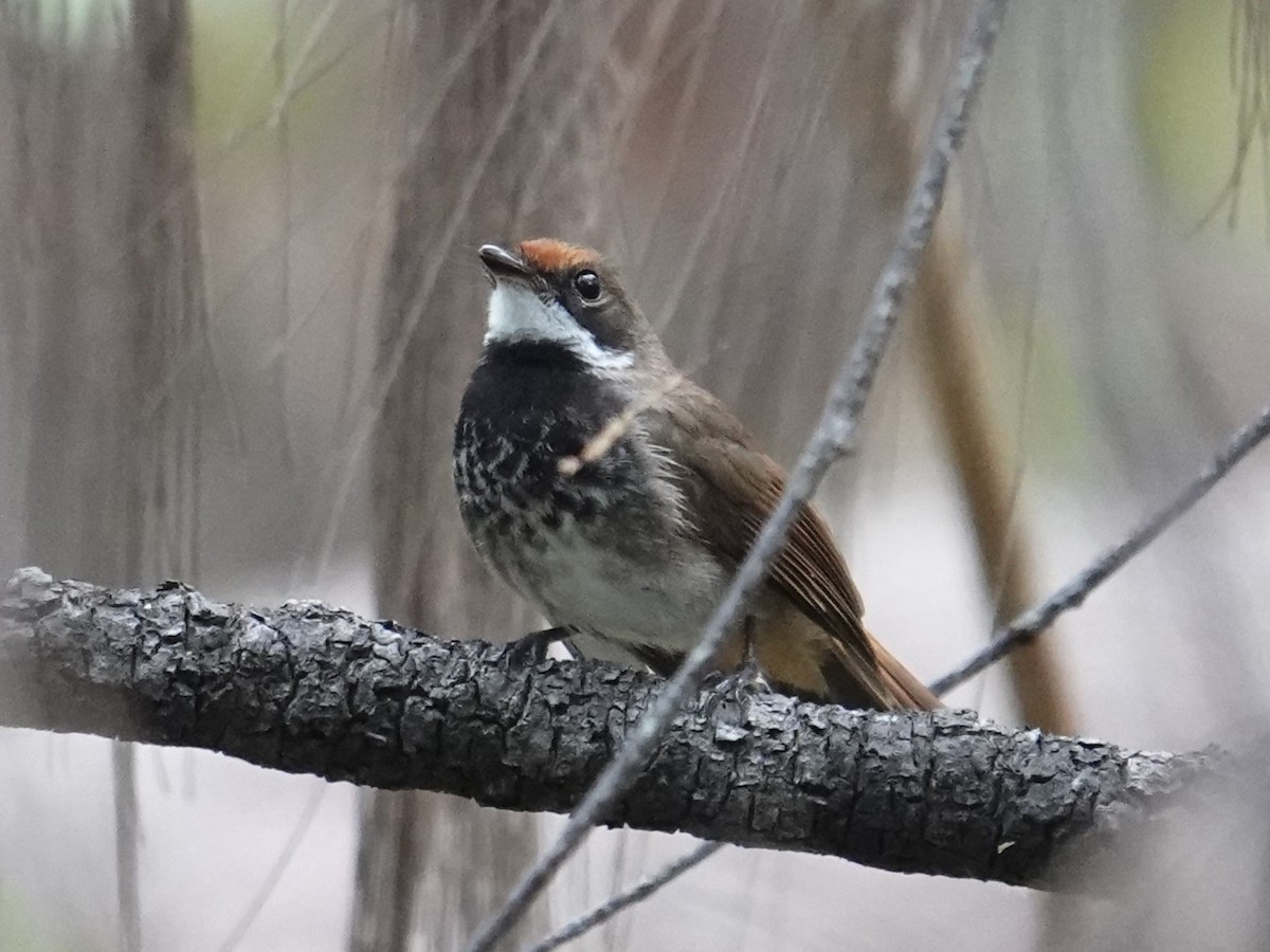 Louisiade Fantail - ML624693861