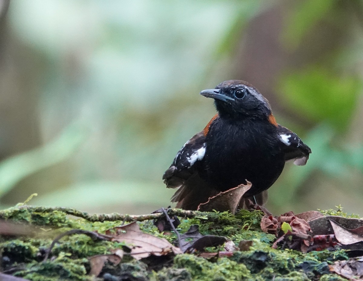 Cordillera Azul Antbird - ML624693968