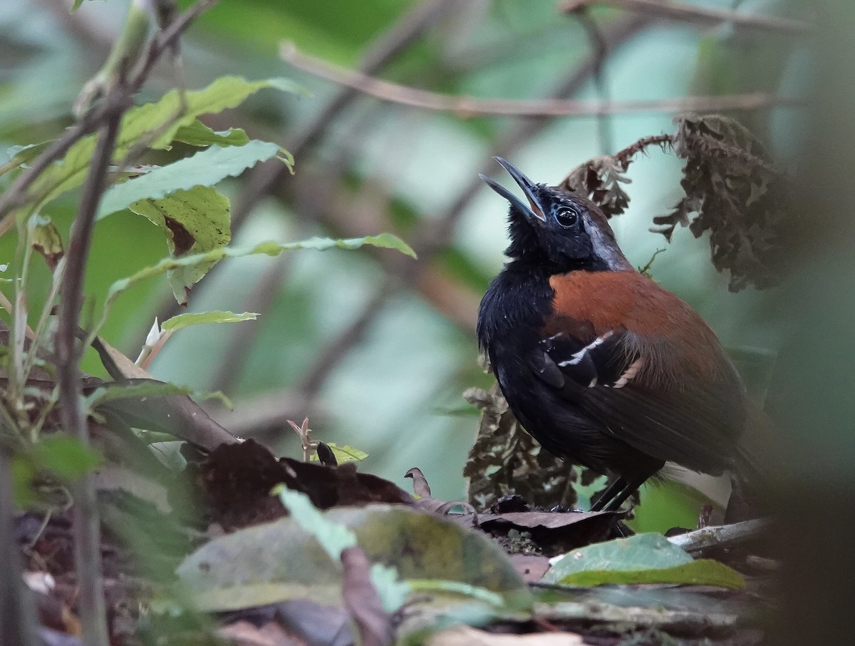 Cordillera Azul Antbird - ML624693969
