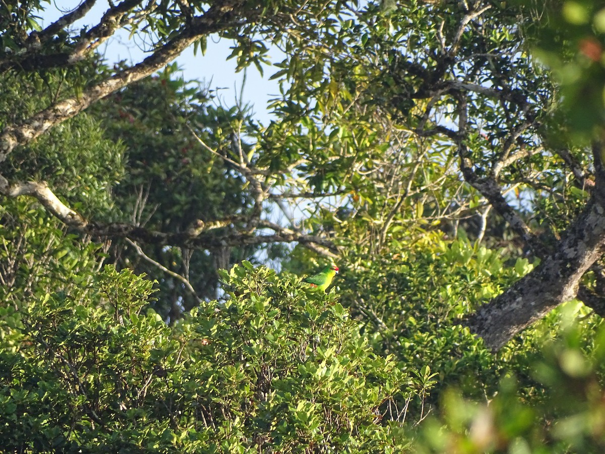 New Caledonian Parakeet - ML624693976