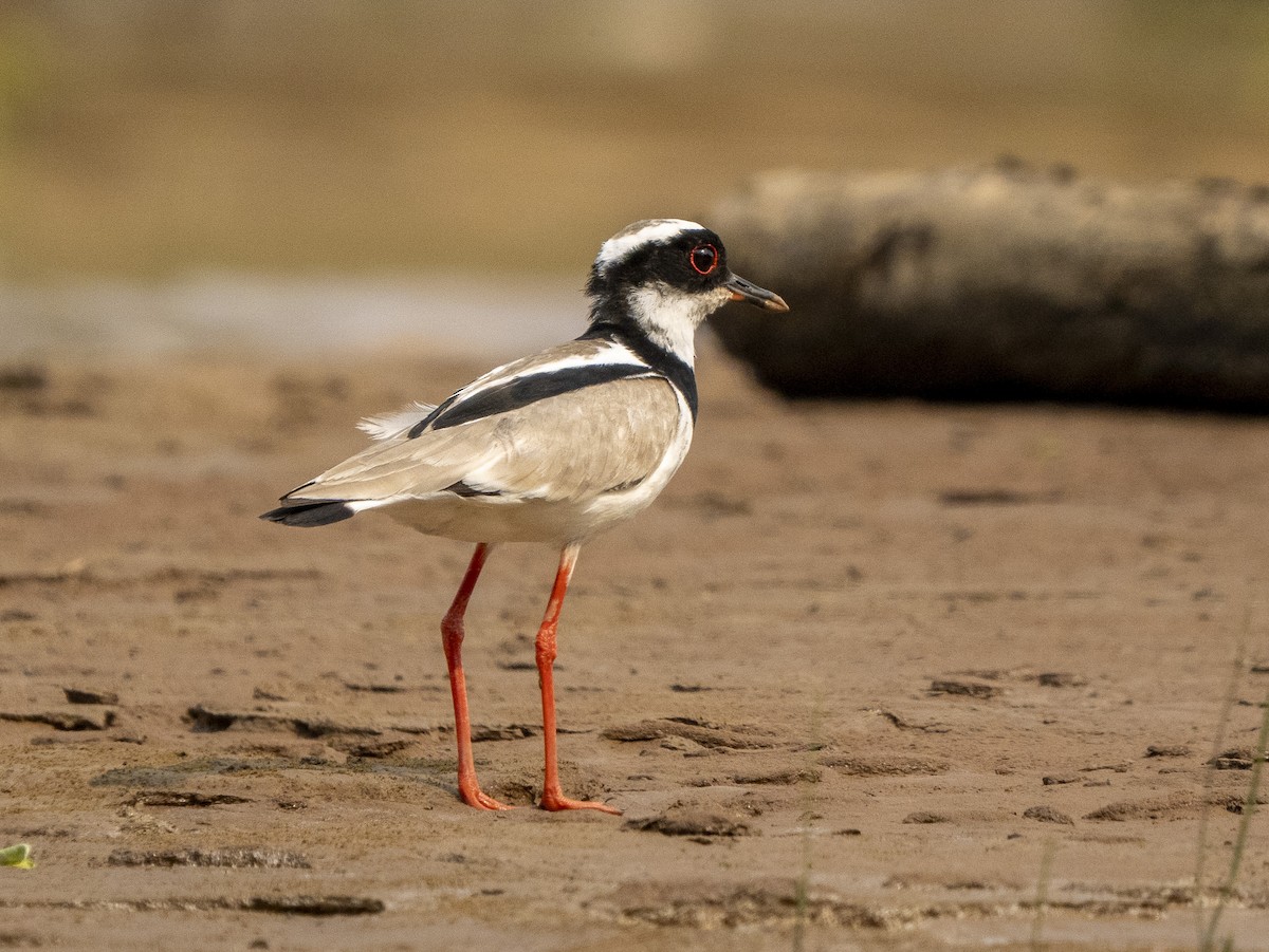 Pied Plover - ML624694004