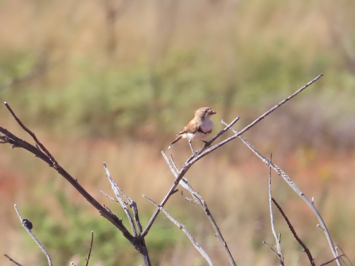 Banded Whiteface - ML624694098