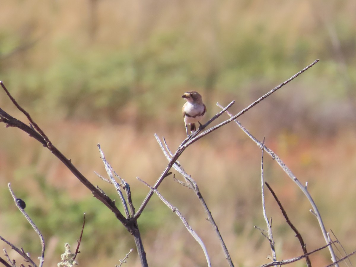 Banded Whiteface - ML624694099