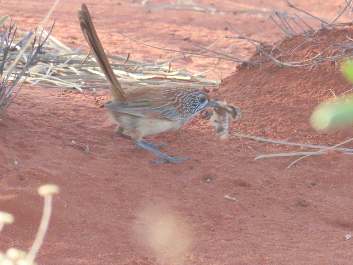 Sandhill Grasswren - ML624694165
