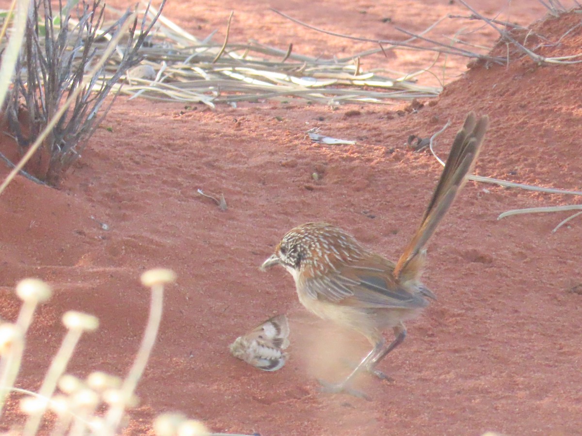 Sandhill Grasswren - ML624694166