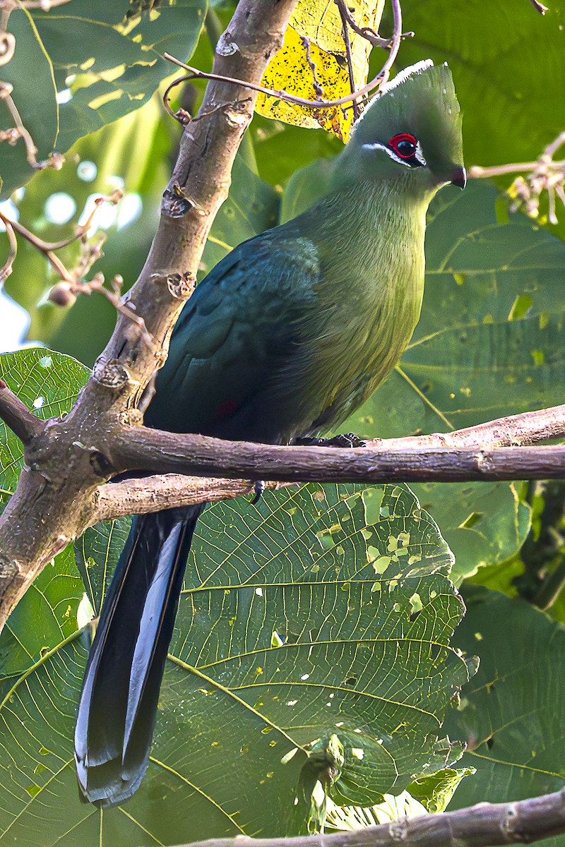 Black-billed Turaco - ML624694188