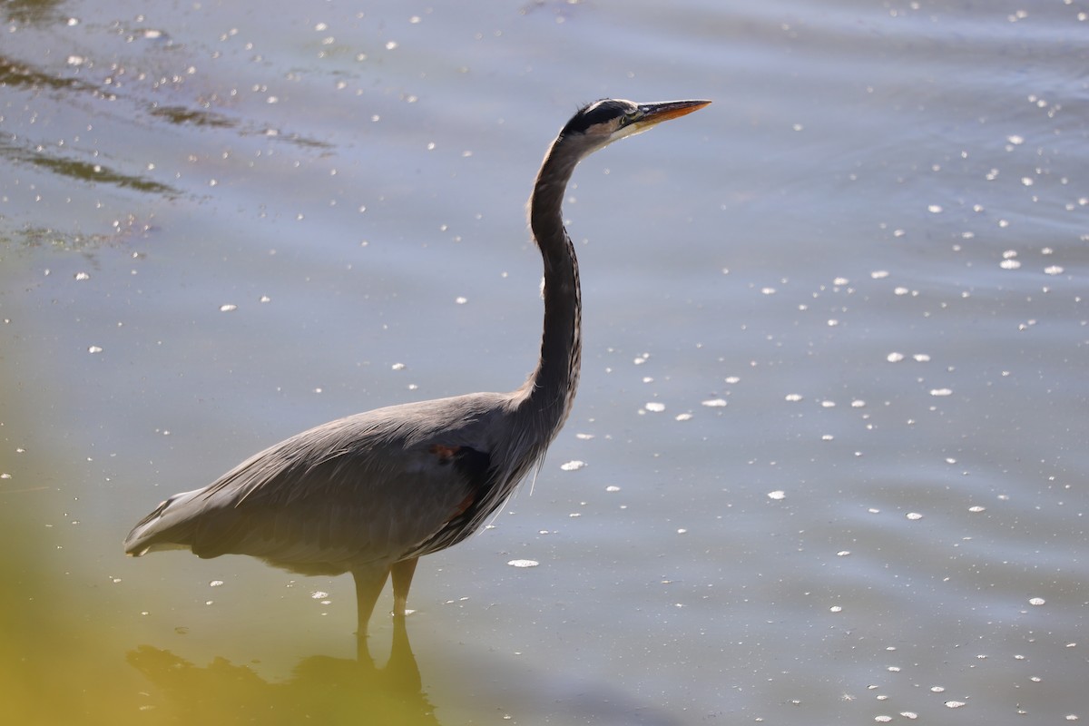 Great Blue Heron - ML624694322